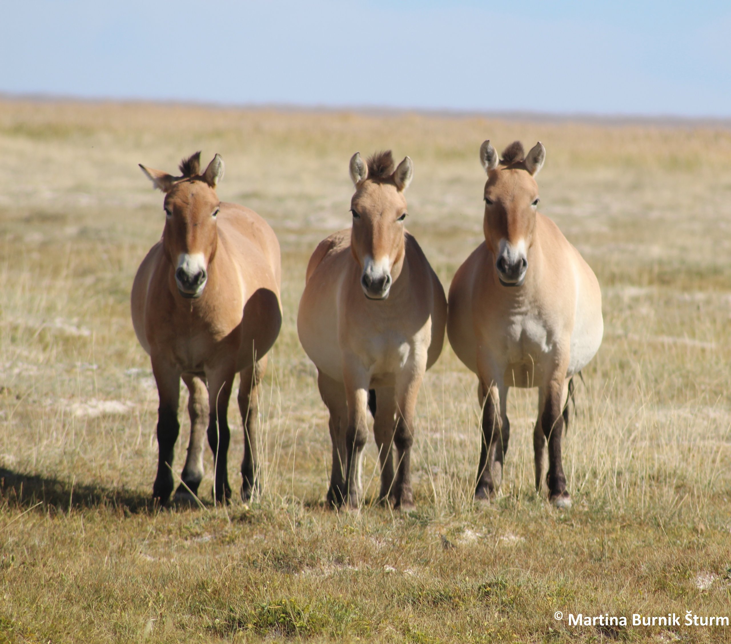 Photo of a trio of Przewalski´s horses