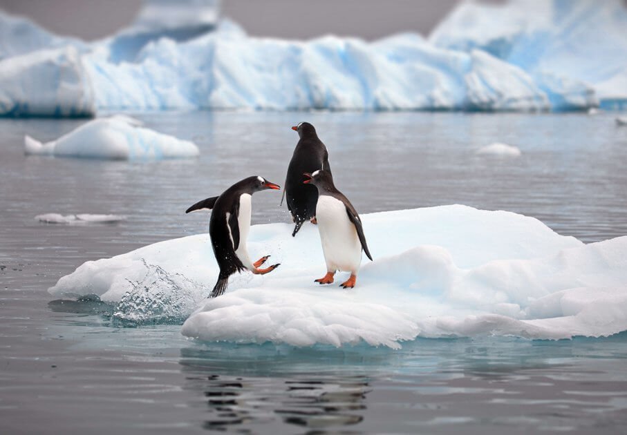 Pinguine auf einer Eisscholle