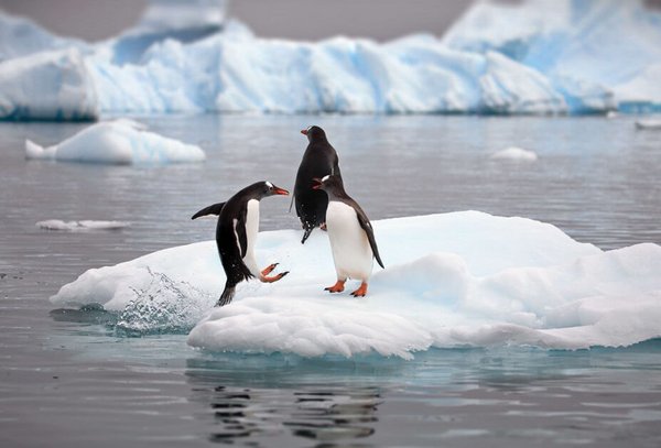 Pinguine auf einer Eisscholle