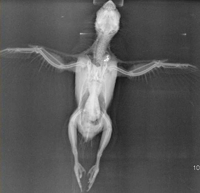 Ventrodorsales Röntgenbild Ziervogel