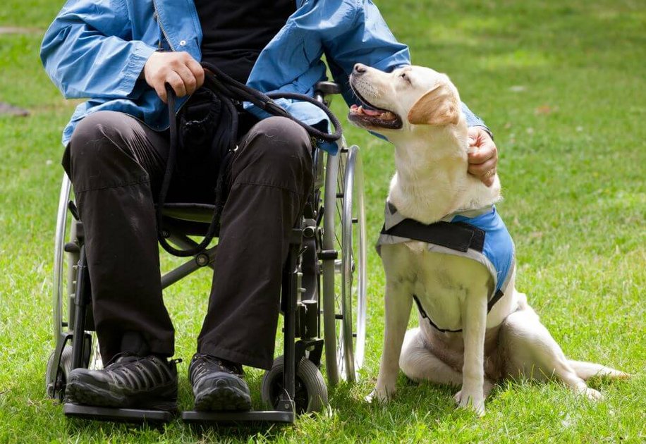 Assistenzhund mit Mann im Rollstuhl (Foto: Shutterstock)