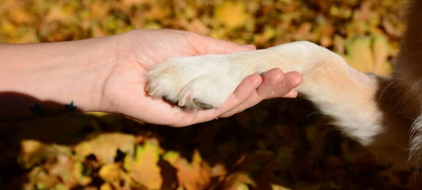 Menschenhand und Hundepfote