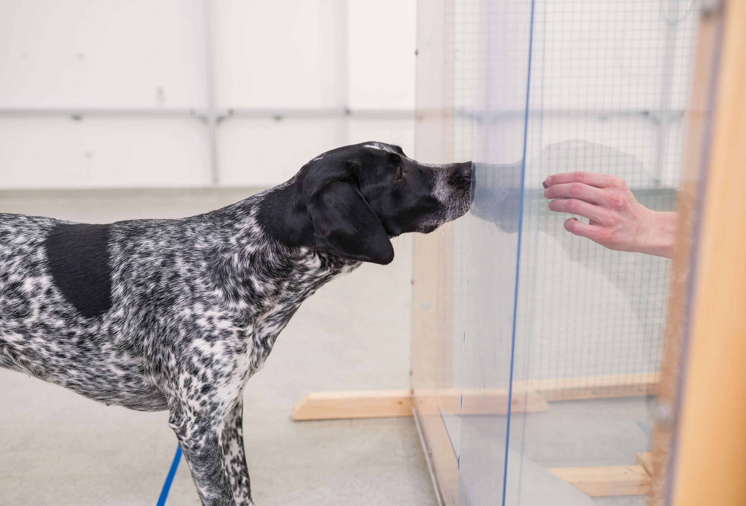 A dog stands in front of a plexiglass screen, on the other side of the screen a hand holds a piece of food towards the dog.