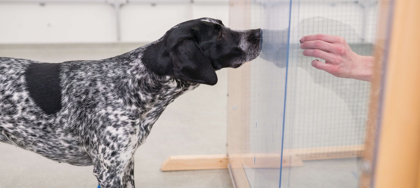 A dog stands in front of a plexiglass screen, on the other side of the screen a hand holds a piece of food towards the dog.
