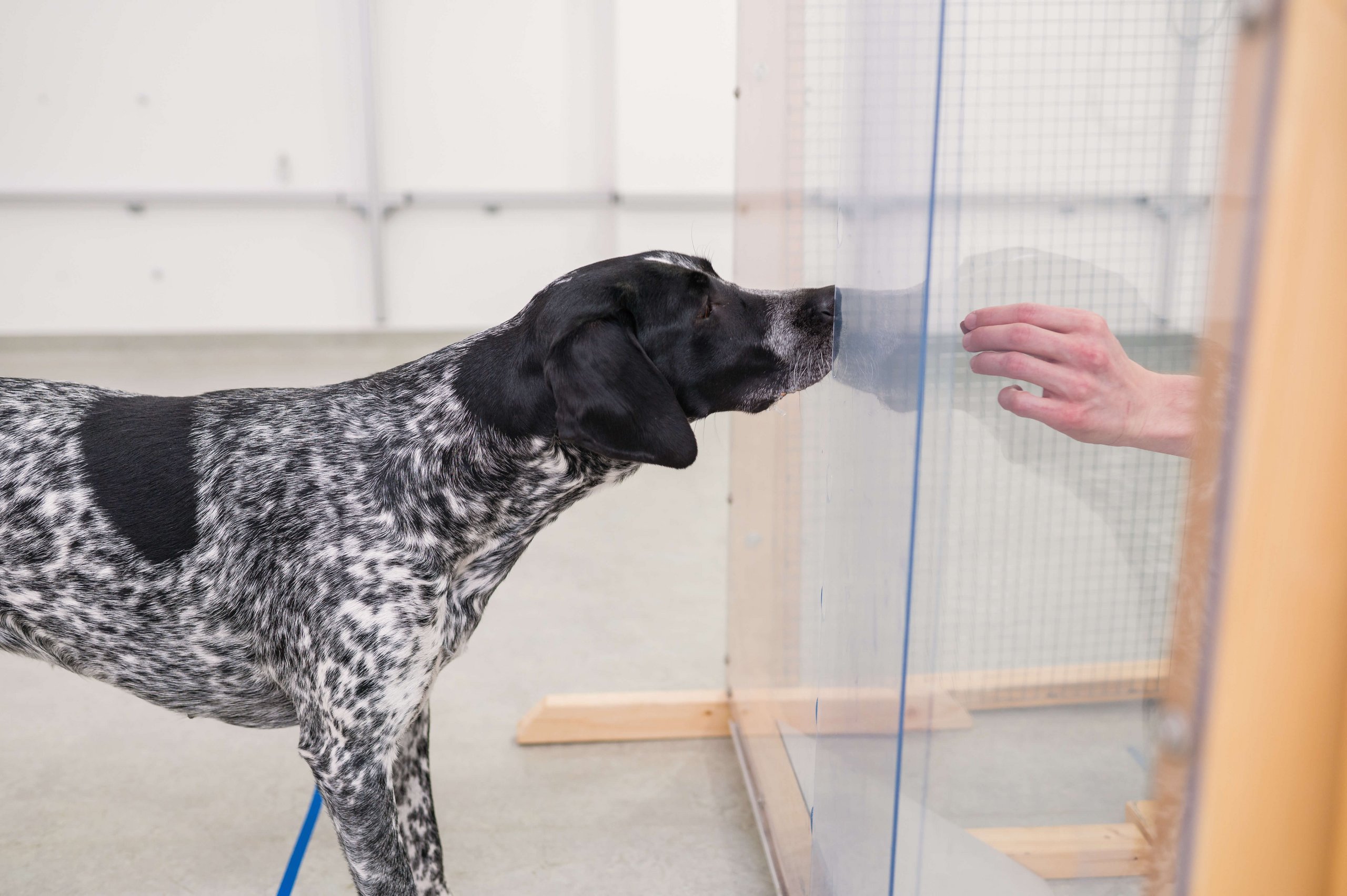 A dog stands in front of a plexiglass screen, on the other side of the screen a hand holds a piece of food towards the dog.