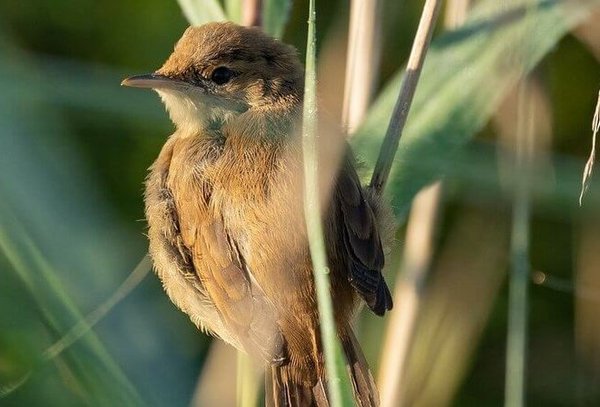 Ein Vogel (Teichrohrsänger) im Vordegrund im Pflanzengestrüpp
