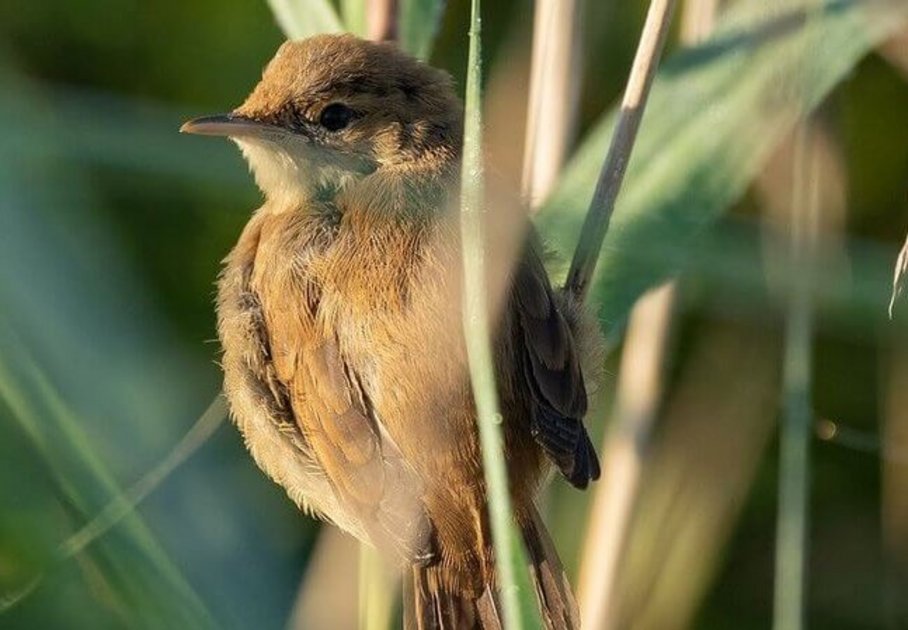 Ein Vogel (Teichrohrsänger) im Vordegrund im Pflanzengestrüpp