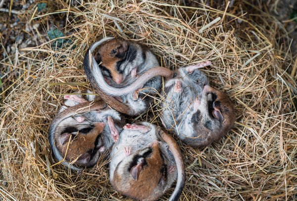 4 garden dormice in hibernation in a bed of straw