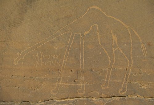 historic rock drawing of a camel
