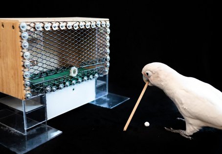 Cockatoo at the Goffin Lab facing the ‘Golf Club task’, Photo: Thomas Suchanek/Vetmeduni