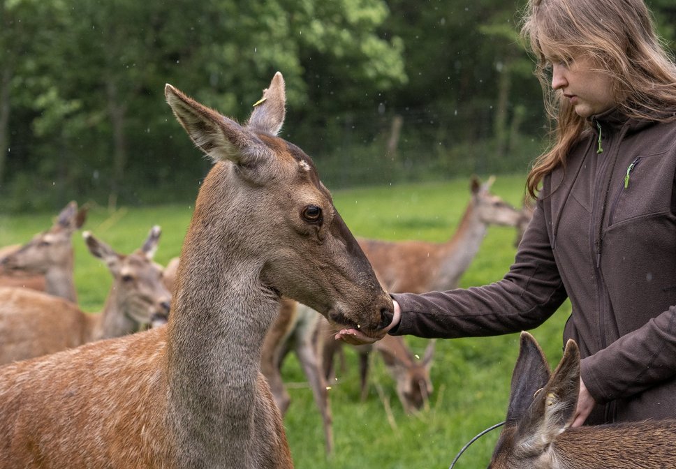 Red deer with animal keeper