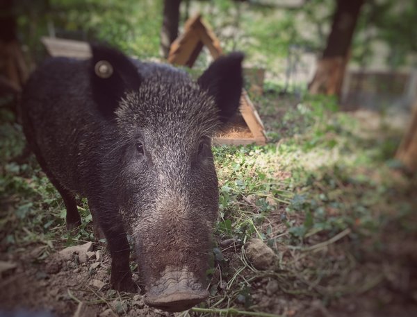 frontal view of the nose of a female wild boar