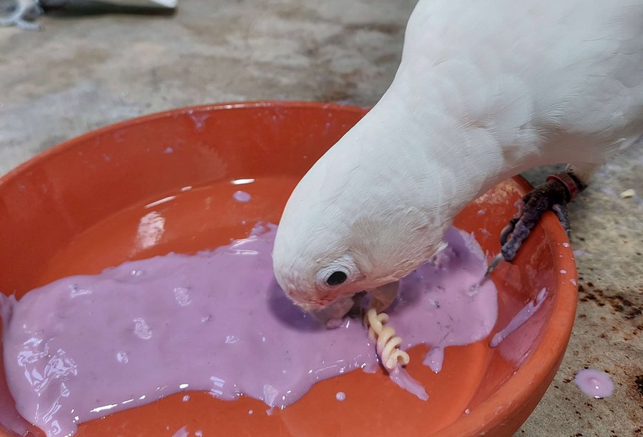 Foto: Messerli Forschungsinstitut/Vetmeduni Kakadu würzt Futter in Joghurt-Sauce