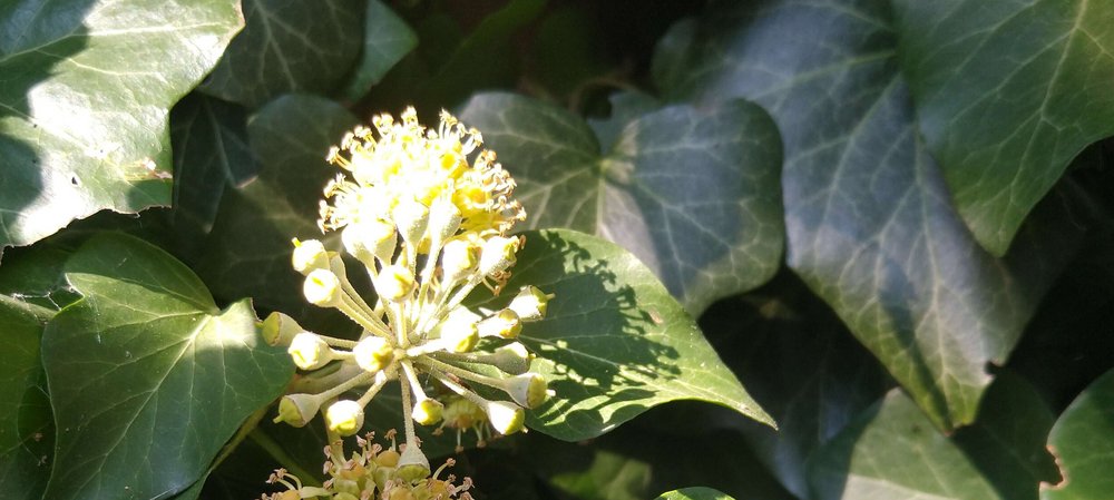 Efeu, Hedera helix L., Foto: Bettina Bein-Lobmaier/Vetmeduni