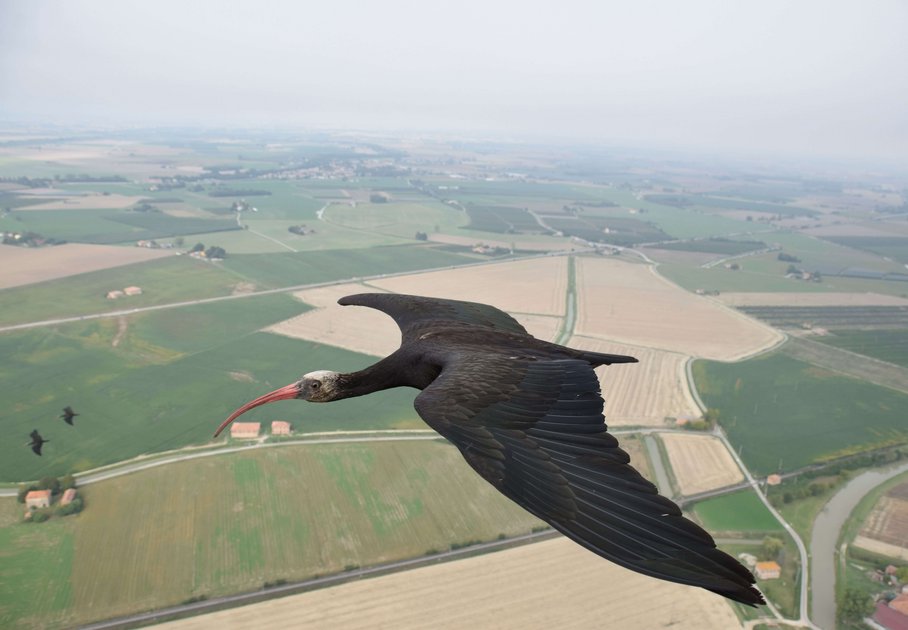 Northern bald ibis flying with biologgero on its back