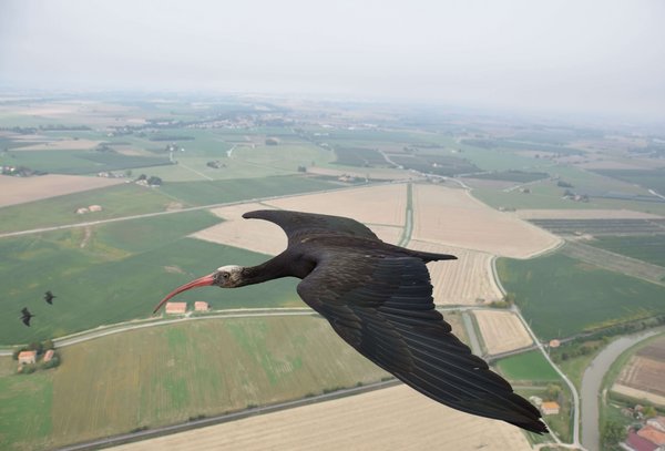 Waldrapp im Flug mit Biologger am Rücken