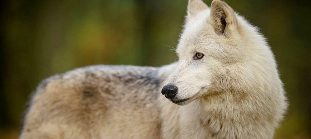 Foto: Rooobert Bayer/Wolf Science Center/Vetmeduni