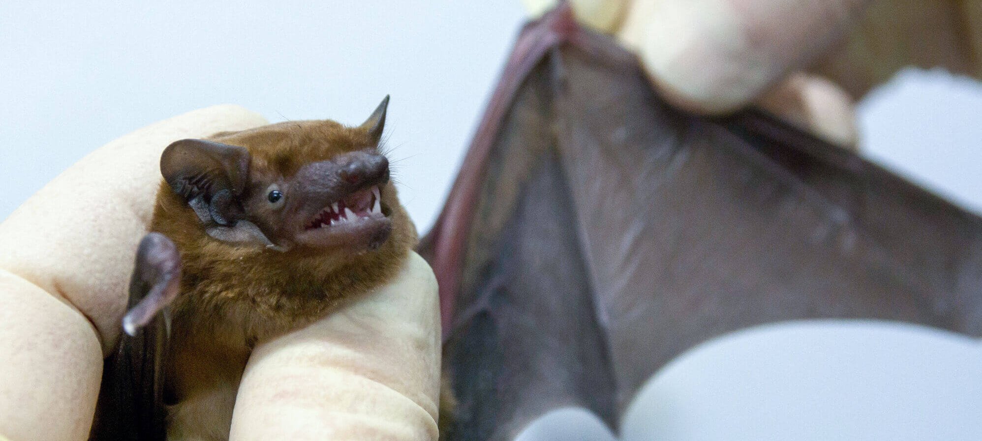 Fledermaus wird untersucht, Foto: Stephanie Scholz/Vetmeduni