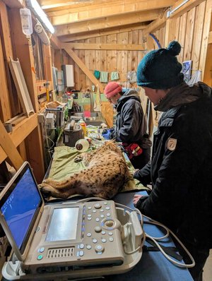 Die letzten wichtigen medizinischen Checks, bevor die Auswilderung von Luchs Janus abgeschlossen werden kann. Foto: FIWI