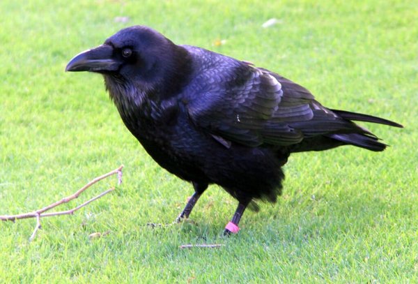  Rabe/Raven (Corvus_corax)