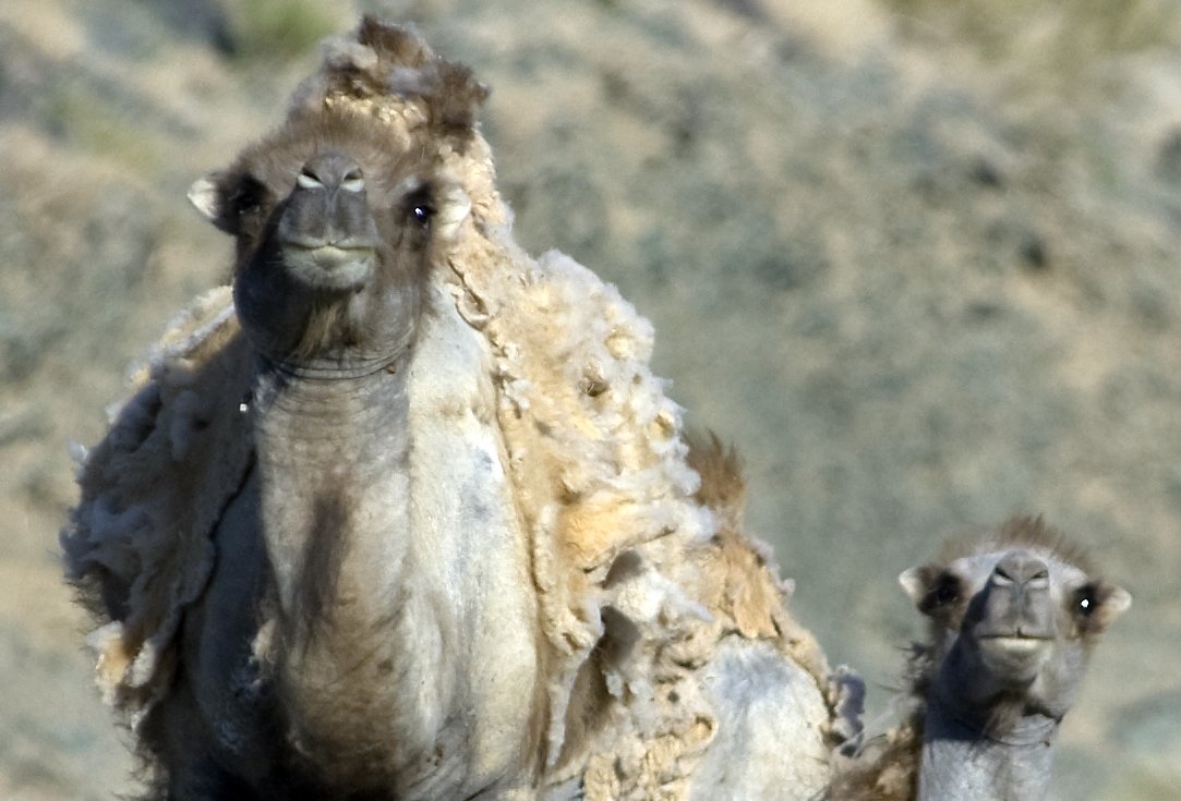 Two wild baktrian camels