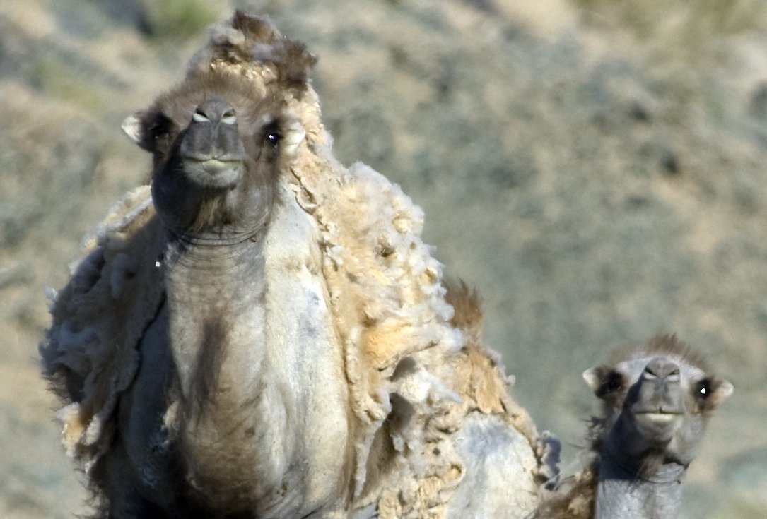 Foto von zwei wilden baktrischen Kamelen