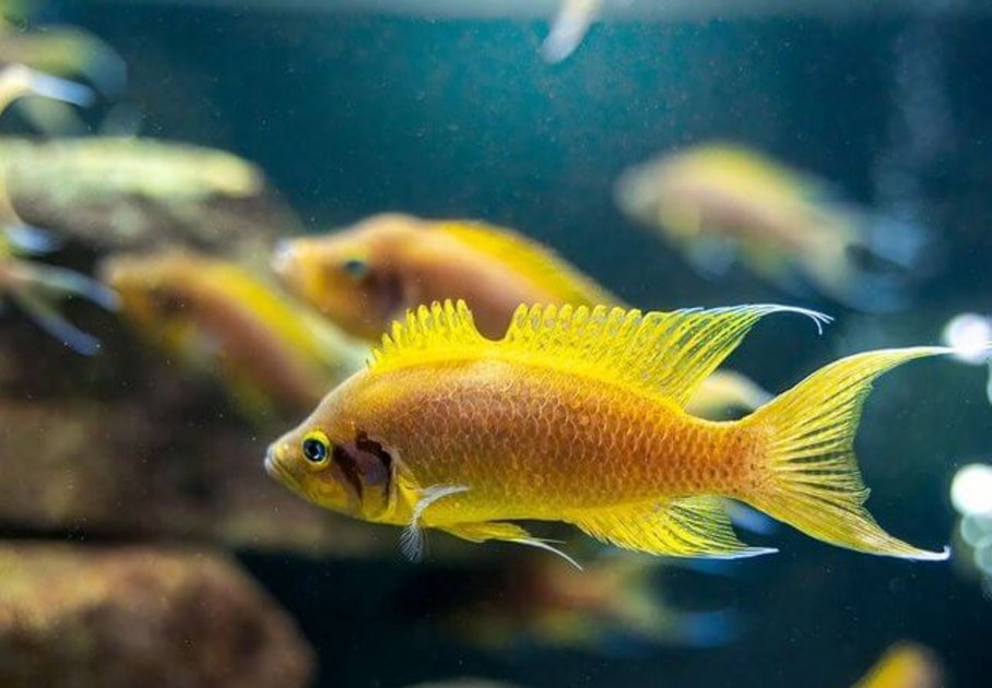 Gelber Fisch Neolamprologus pulcher im Aquarium