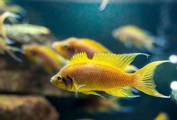 Yellow Neolamprologus pulcher in a fish tank