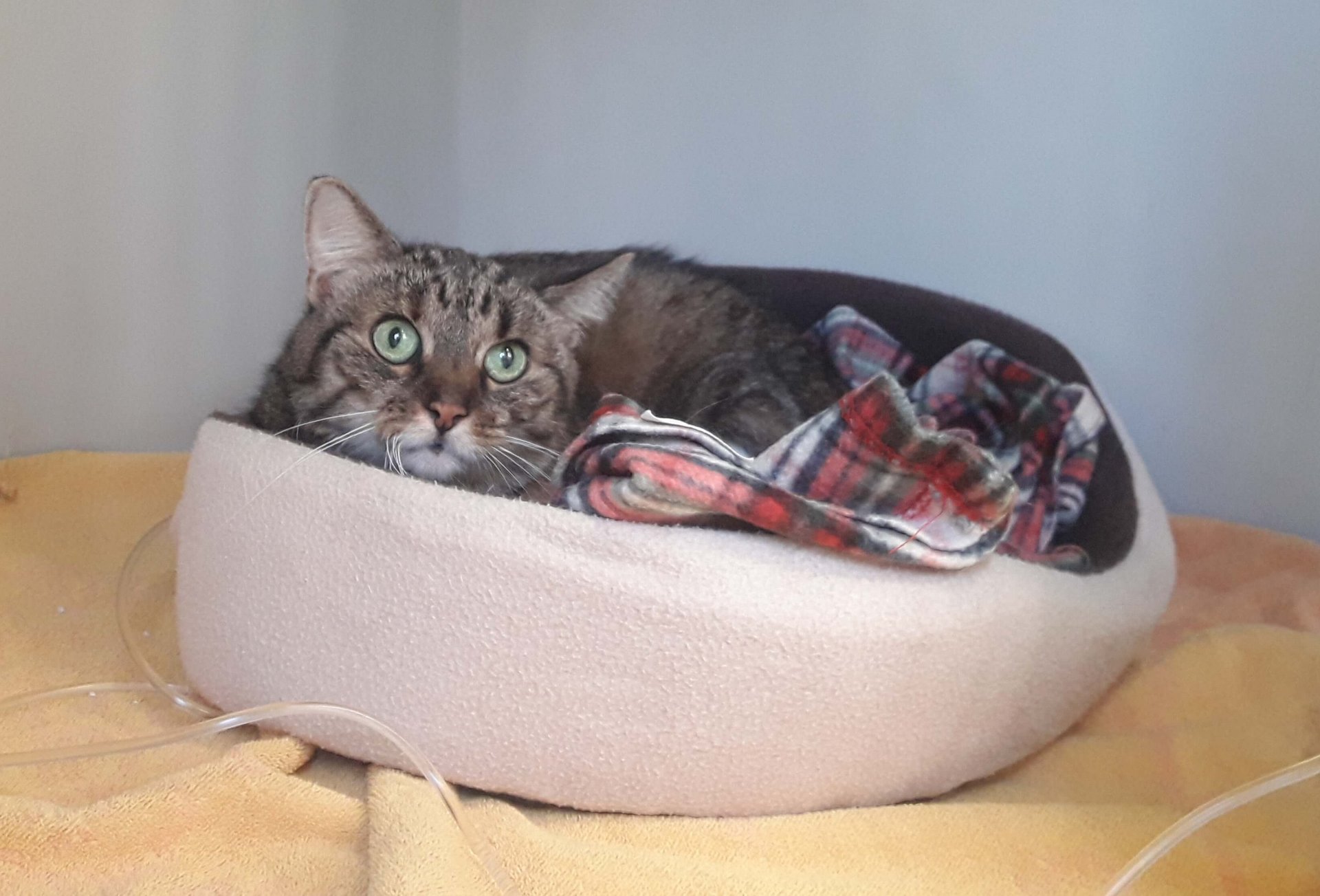 Katze angespannt, Foto: Nadja Affenzeller/Vetmeduni