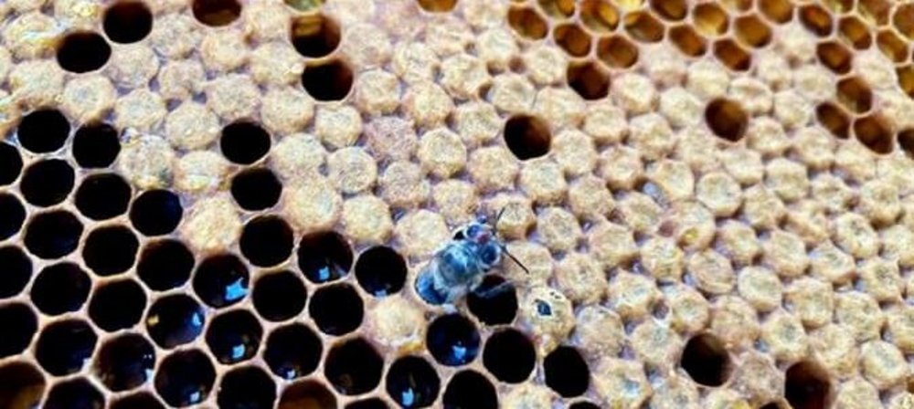 Schlüpfende Biene mit Varroa Milbe auf dem Kopf. Foto: Institut für Virologie/Vetmeduni 