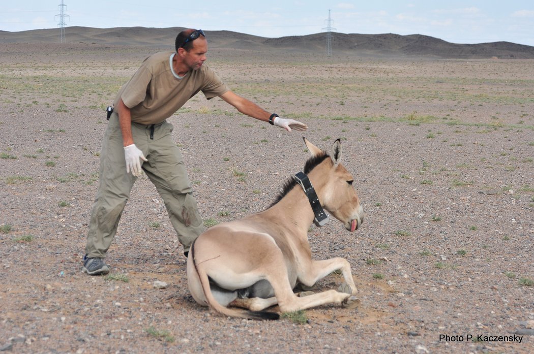 Photo of khulan waking up from anaeshtesia 1