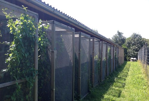 Dormouse enclosure in summer