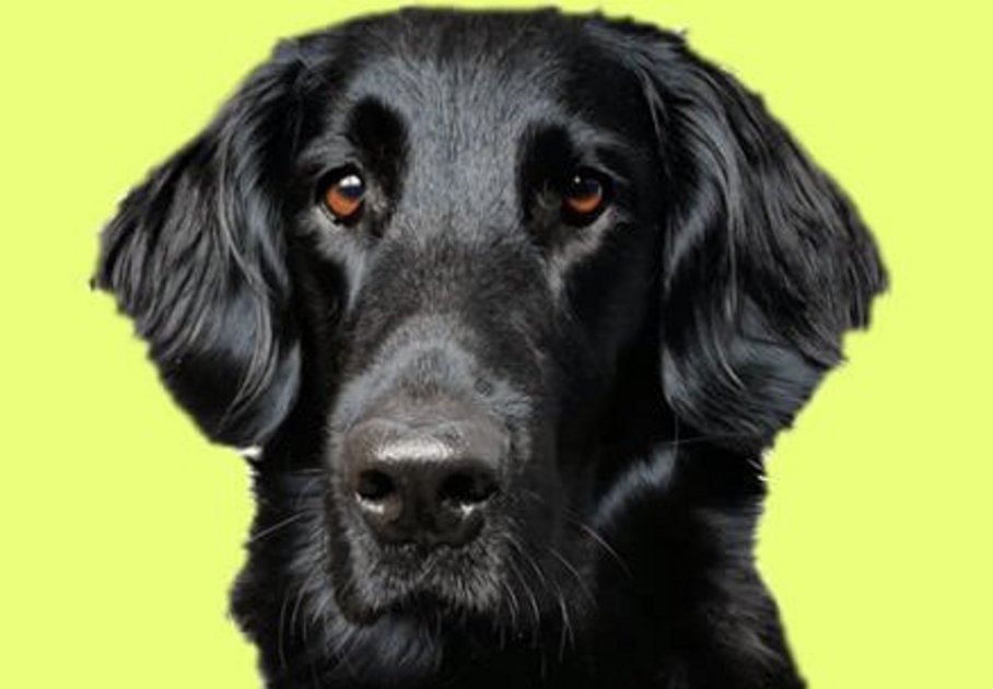 Portraitbild der schwarzen Flat Coated Retriever Hündin Juna