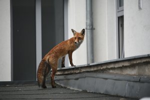 Fuchs auf einem Hausdach