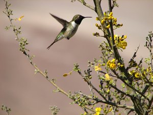 Eine Aricaelfe bei der Futtersuche