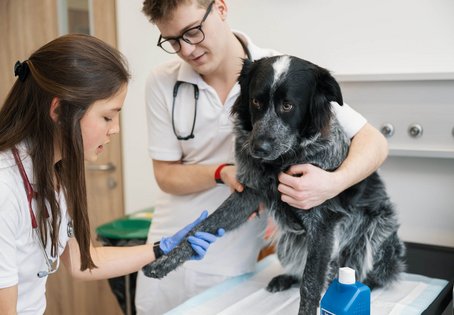 Foto: Thomas Suchanek/Vetmeduni