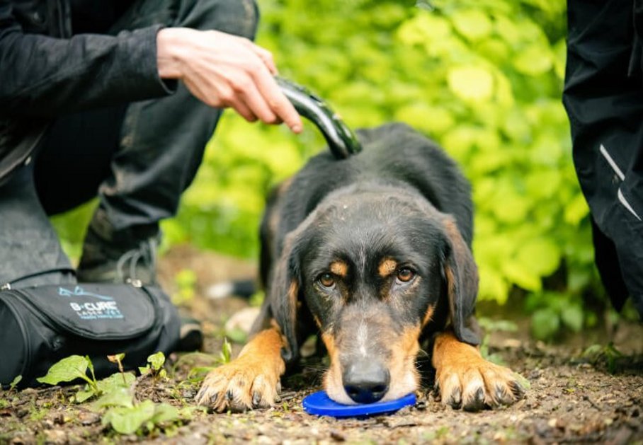 Medical Training beim Hund