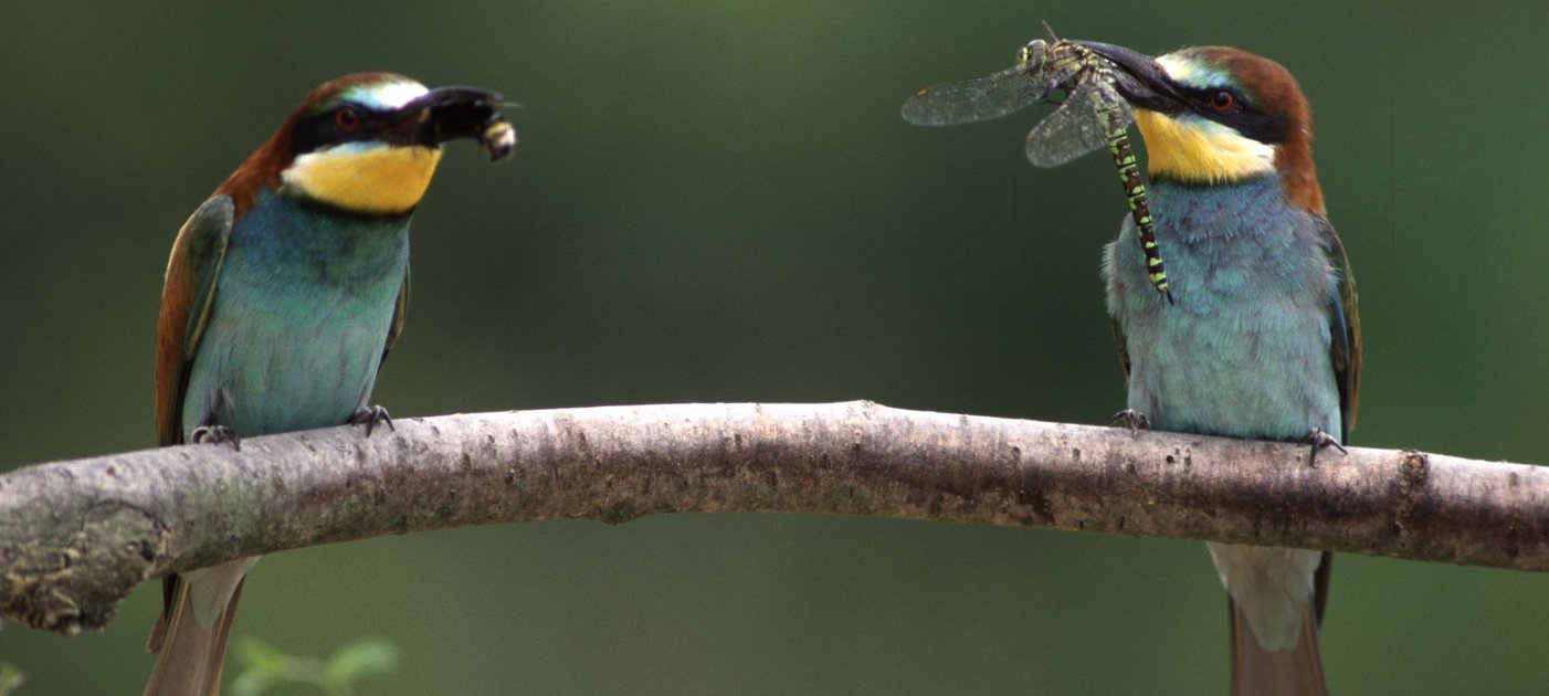 2 bee eaters on a branch