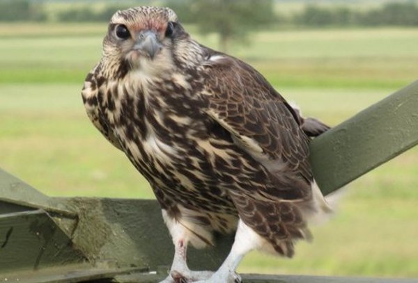 Sakerfalke auf Strommast / saker falcon on electricity pylon - Photo Richard Zink/Vetmeduni