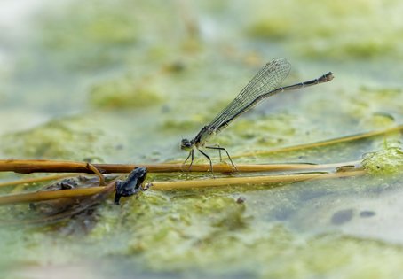 Erdkröte (Bufo bufo) und Libelle