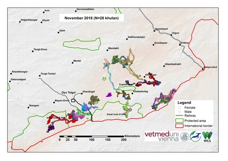 Map of khulan movements in November 2018