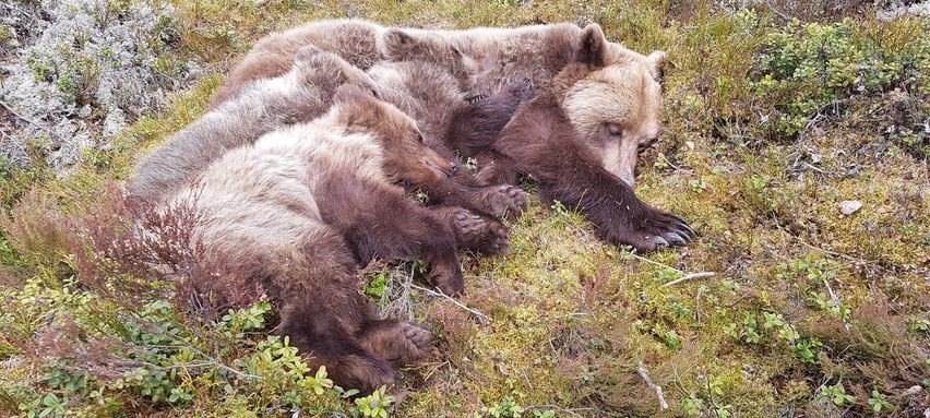 Sedierte Braunbärenfamilie nach dem Handling durch Tierärzte (Foto Alexandra Thiel)