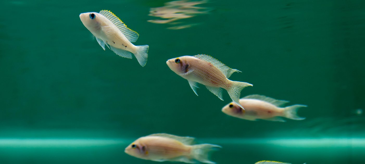 Fische in einem Aquarium