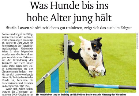 Screenshot Kurier Artikel, Hund springt über Hürde, Überschrift: Was Hunde bis in hohe Alter fit hält