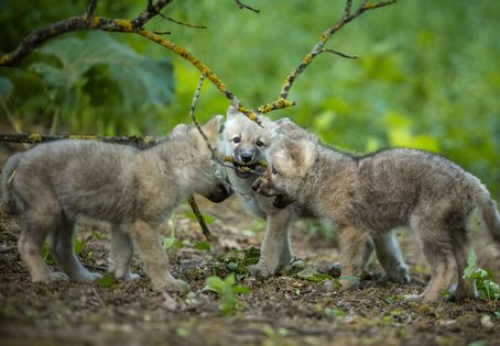Sieben Wolfswelpen f&uuml;r das WSC der Vetmeduni: Geschwister Tuari, Aponi, Helaku. 