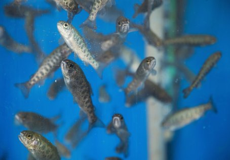 In der Fischgesundheit werden Fische mit unterschiedlichsten Vorgeschichten untersucht. Durch die konstante Arbeit mit Fischen können viele Forscher:innen bereits durch Beobachten erkennen, wie es den Tieren geht. Fressen Fische weniger, schwimmen langsamer und sondern sich von der Gruppe ab, können dies erste Anzeichen für gesundheitliche Probleme sein. Foto: Thoms Suchanek/Vetmeduni