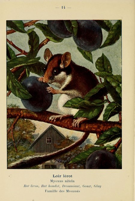 Old illustration of a garden dormouse from a french atlas