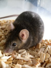 Foto einer braunen Maus