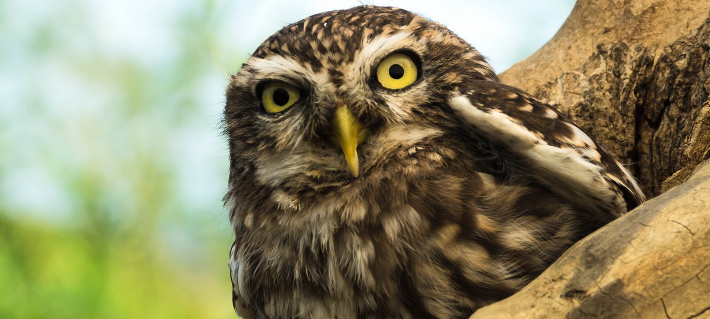 Little owl in a tree hole