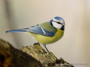 Blaumeise (Cyanistes caeruleus)